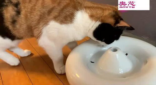 智能宠物喂水器PCBA方案自动喂水器 