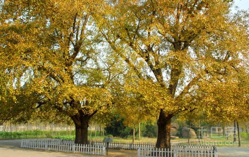 银杏树有哪些经济价值,为什么很多城市的景观树都选择银杏树？