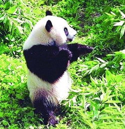 真的只有中国有大熊猫么