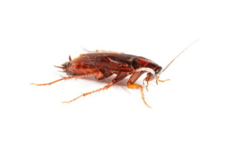 蟑螂有哪些危害 如何有效地灭杀蟑螂