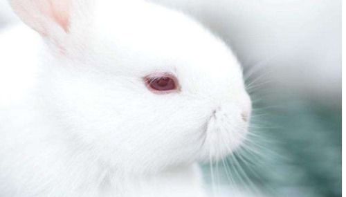 小白兔的眼睛是红的吗