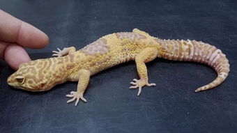 Eublepharis斑睑虎属,豹纹守宫Leopard gecko 的全家福. 