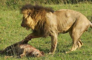 鬣狗的肉有这么难吃吗 狮子一脸嫌弃的走开,对鬣狗的肉完全没有欲望