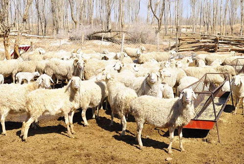 羊肉价格连续9周上涨,养殖户 能出栏的羊快没有了,还会涨吗