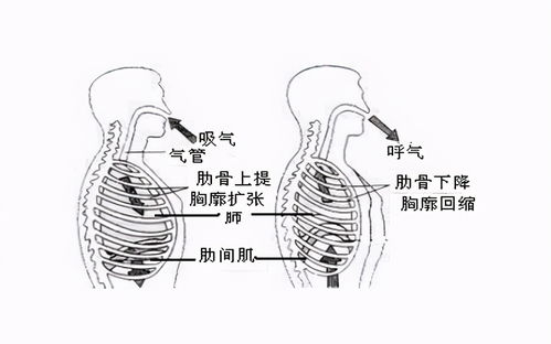 打高尔夫肋骨疼怎么治,打高尔夫肋骨疼怎么治疗好