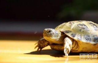 15个惊人事实 乌龟是用屁股呼吸的
