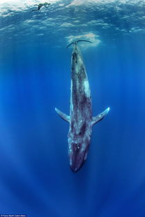 瑞士摄影师在斯里兰卡出海遇上蓝鲸在身边游过 