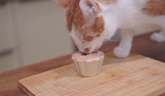 猫咪吃甜食奶油蛋糕,但是尝不到甜味 原来是因为身体原因