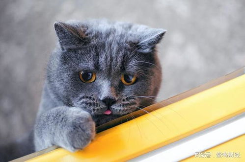 猫咪一直吃同一款猫粮不换,可以吗 猫咪可以一直吃一种猫粮吗