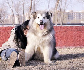 图 广州哪里有正规狗舍 广州狗场哪里有卖纯种阿拉斯加犬 广州宠物狗 