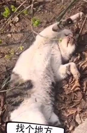 草丛躺了一只 死猫 ,男子好心去埋猫,猫咪突然抬起头 干啥呢