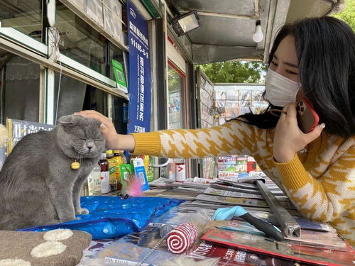  元宝网红猫,元宝网红猫:从流浪到千万粉丝 交易所