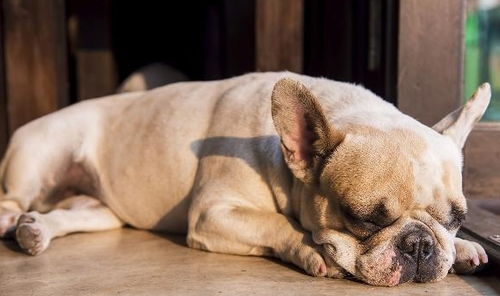 狗狗睡觉打呼噜,并非真的是睡得香,可能存在疾病隐患