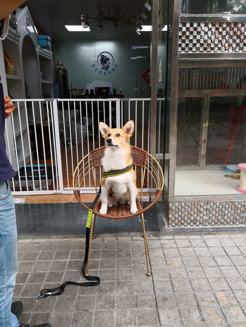 深圳宠物训练,城市适应,让它入学宠之糖宠物培训中心 