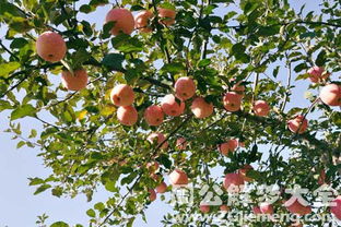 梦见从苹果树上偷摘苹果(梦见偷摘树上的苹果)