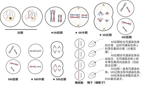 减数分裂的过程,有丝分裂和减数分裂从间期到末期DNA和染色体变化全过程