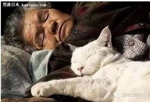 最长情的爱就是陪伴,日本老人与猫的故事看哭了多少人 
