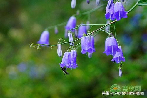 风铃草花语是什么意思,风铃草花语