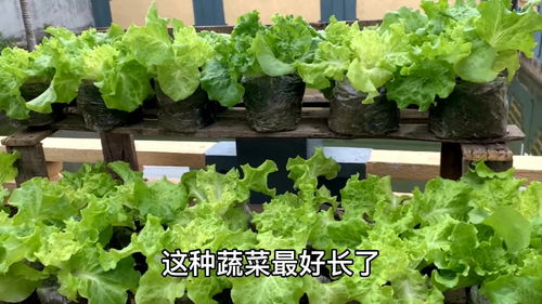 玻璃生菜怎么种,种植环境选择