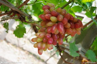 红提葡萄有哪些种植特点,红提适于什么环境下生长？如何种植