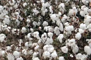 2018年棉花种植,棉花如何栽种