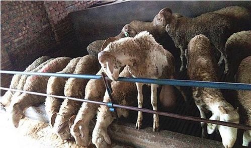 冬季牛羊饲料的种类及搭配方案