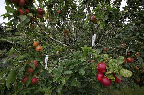 一棵八年的苹果树正常情况下能结多少公斤苹果 