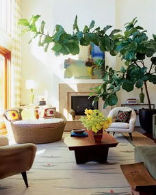 绿植客厅大颗好养,客厅变绿洲！大颗绿植让你家居焕然一新