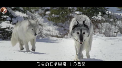 5种能将野狼杀死的狗,狼的克星 