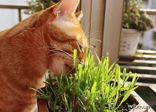 猫草是什么植物的种子