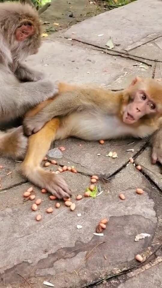 猴儿子吃花生,猴妈妈抓虱子 