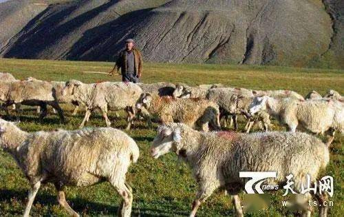放心 新疆的牛羊有 健康证 了