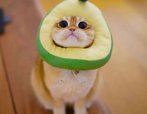 不适合猫咪吃的几种水果