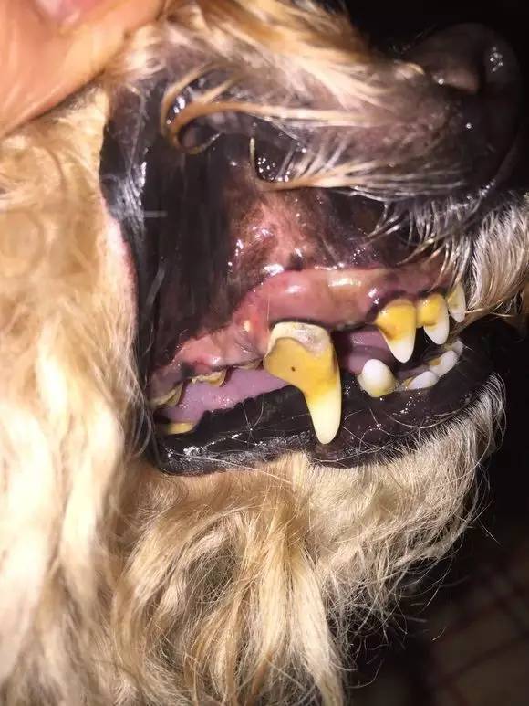 三岁狗狗牙齿就开始脱落,扒开嘴巴发现它的牙齿就像玉米粒 