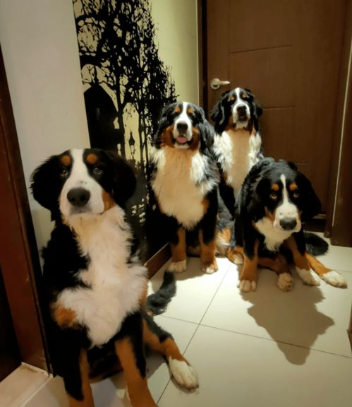 带四只超大型犬坐电梯,本来想再等一趟,但邻居的一句话把主人瞬间暖哭