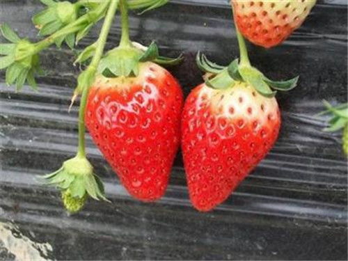 草莓苗公司起名 种植养殖合作社起什么名好？