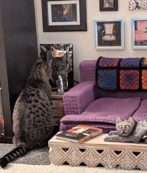 猫咪霸占沙发,主人干脆造了个迷你客厅,结果猫越来越像人了