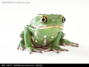 肚子上带斑点的翠绿色青蛙 