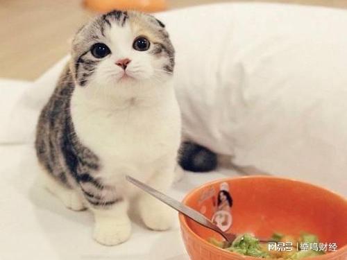猫咪也能吃的蔬菜,记得收藏