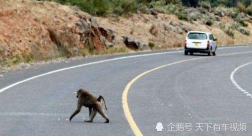 高速路上开车看到动物,是让道还是直接撞上去,两者有啥后果