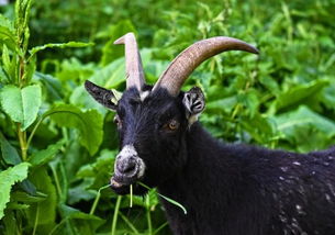 黑山羊哪个品种好养,选择适合养殖的黑山羊品种