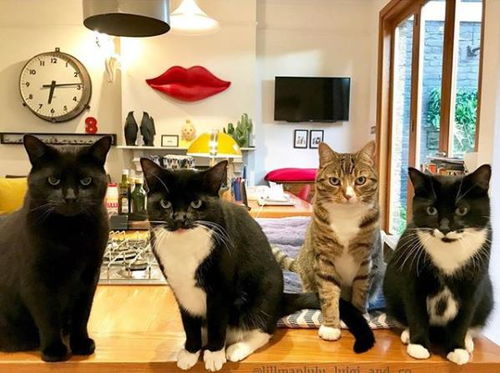 这四只造型各异的猫咪,合起照来气势逼人,一点都不输黑社会老大