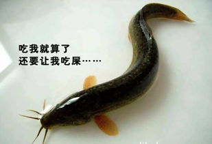 死得太惨了 黄鳝 泥鳅在广东不是用来吃的吗
