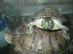 乌龟为什么在缸里不停往外爬