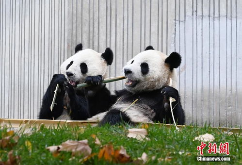 大熊猫享用美食的众生相 