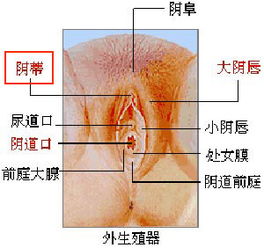 触摸私处能激发她的啪啪欲望