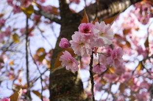 容易烂桃花的八字