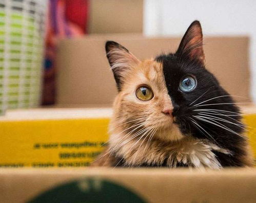 猫咪喜欢躲在箱子里是因为这些原因