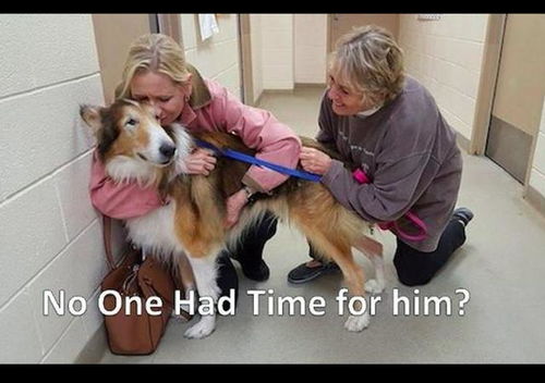 主人将养了16年的狗送到收容所,而弃养的原因让人们都很心痛