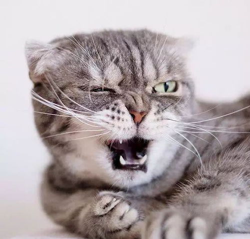 日本网友家的萌宠猫晒照,因为表情太过霸气,走红了朋友圈